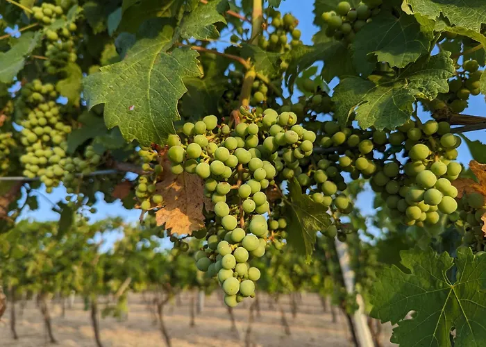 Libero Ranch Feriegård